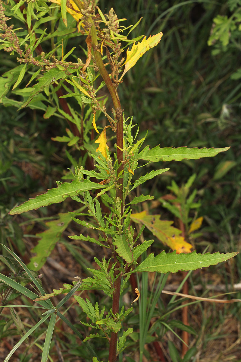 Dysphania ambrosioides Dysphania ambrosioides