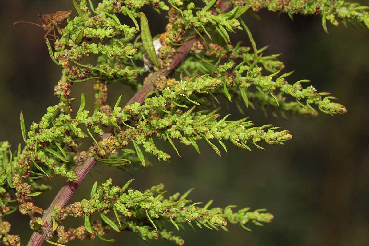 Dysphania ambrosioides