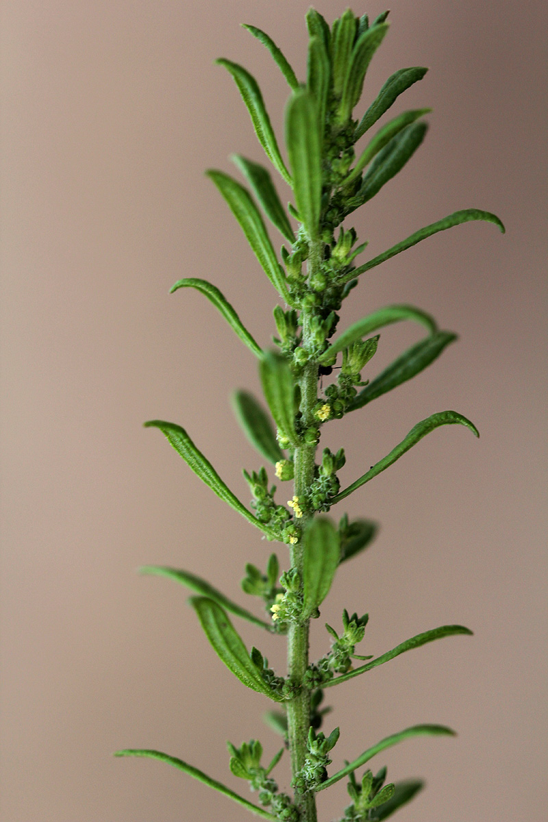 Dysphania ambrosioides Dysphania ambrosioides