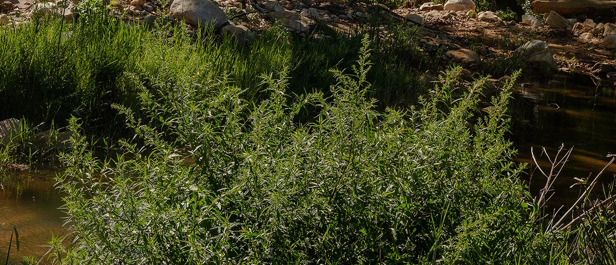 Dysphania ambrosioides