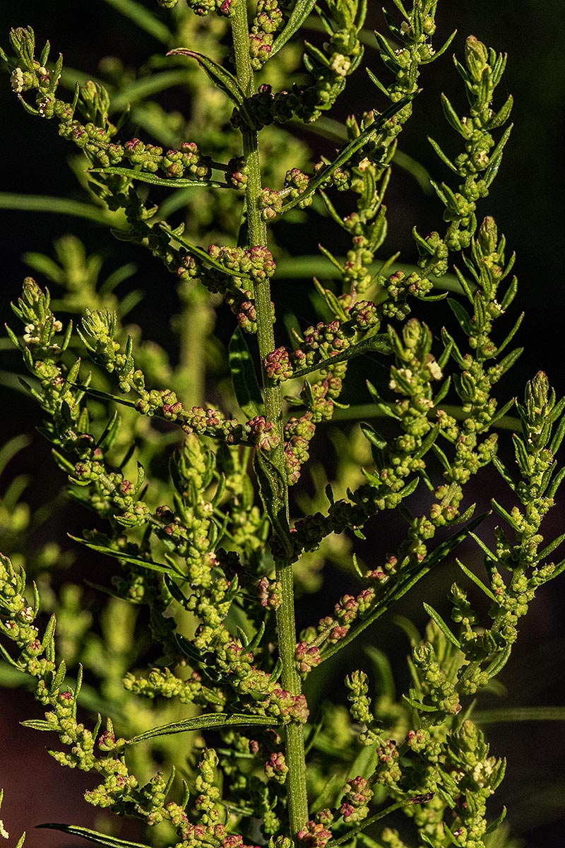 Dysphania ambrosioides