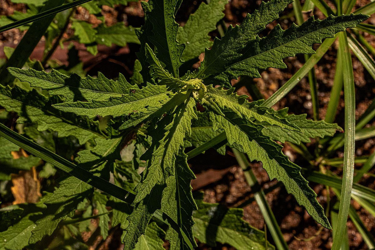 Dysphania ambrosioides