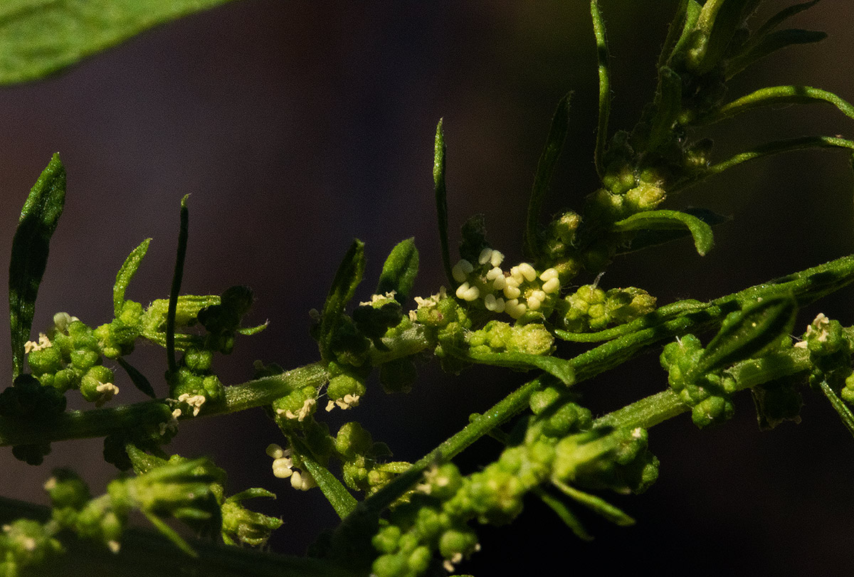 Dysphania ambrosioides