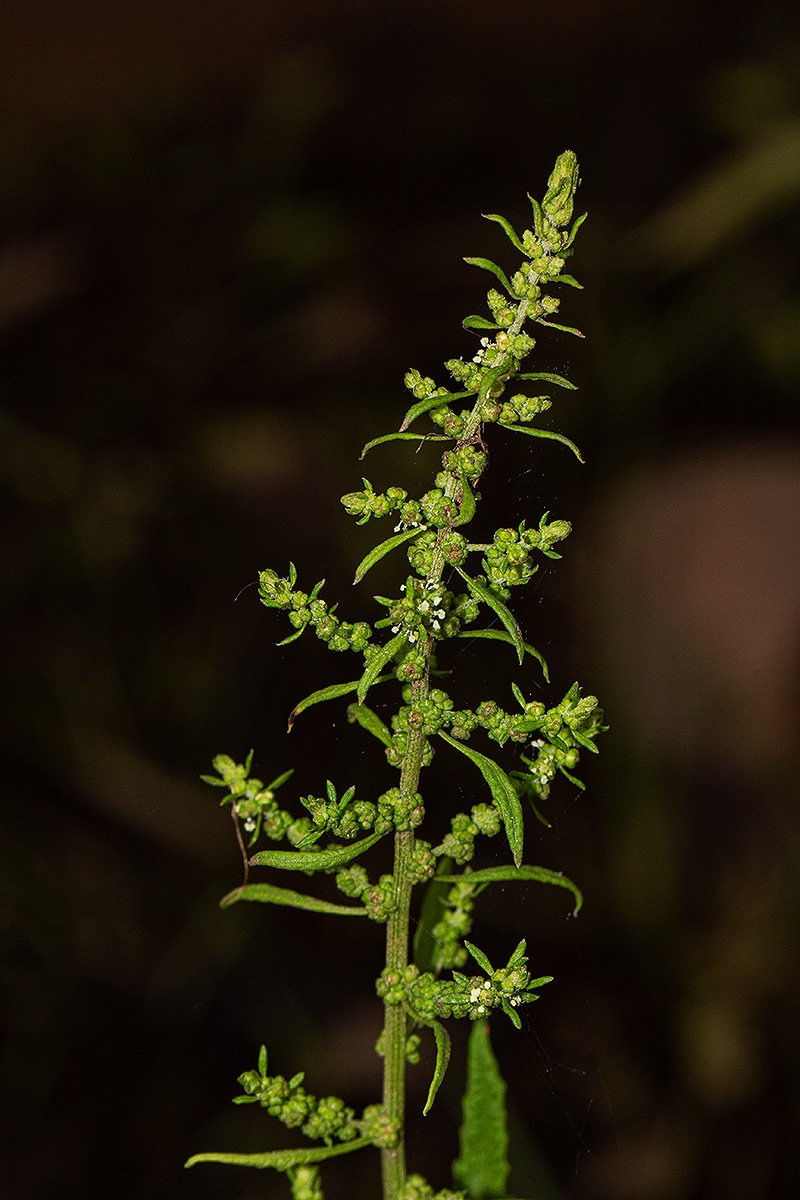 Dysphania ambrosioides