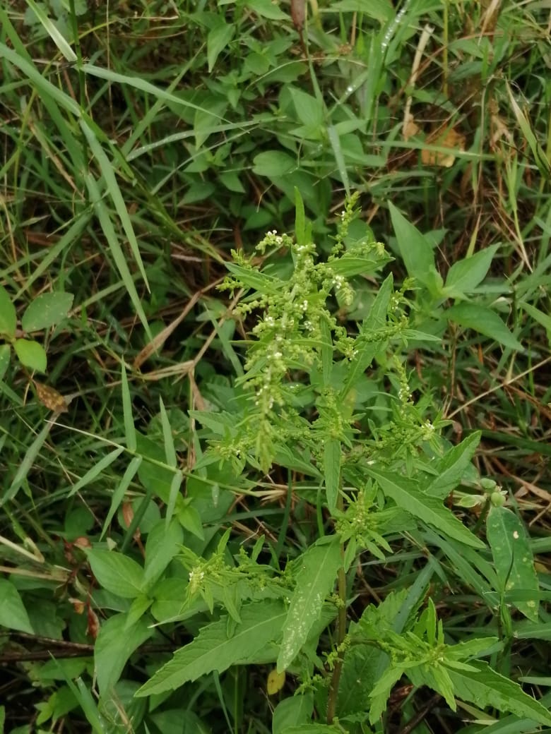 Dysphania ambrosioides