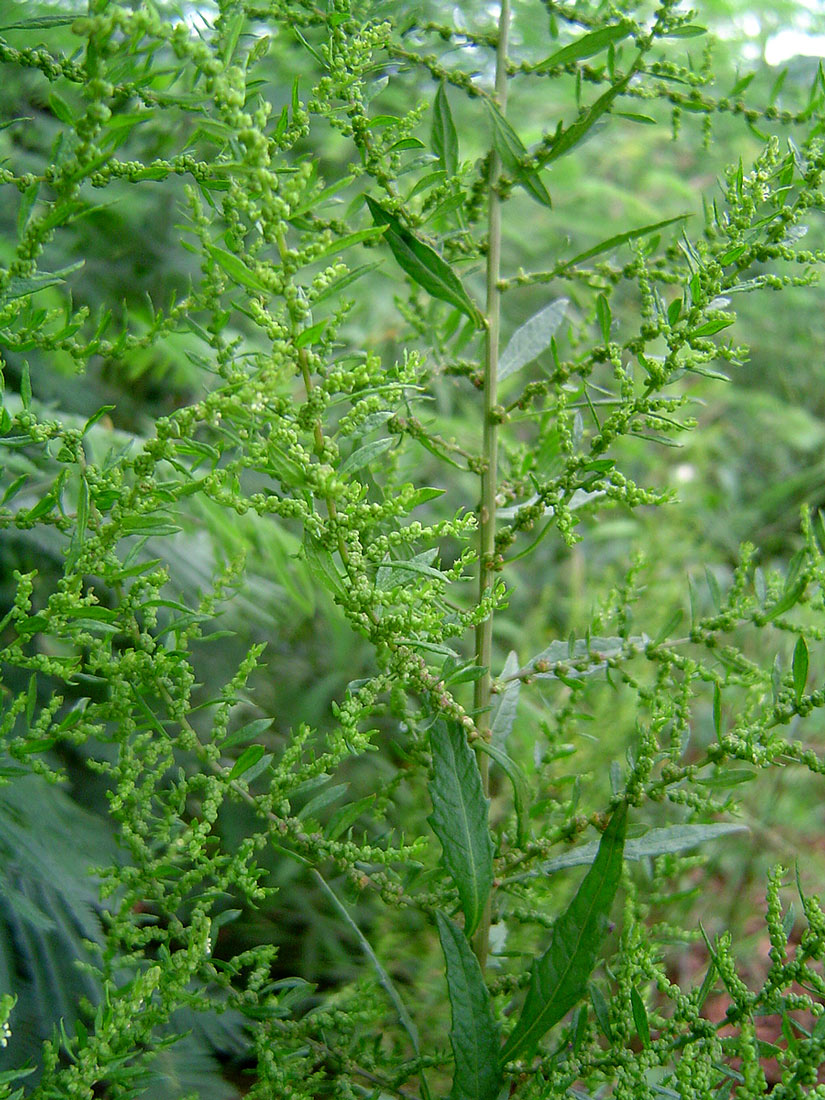 Dysphania ambrosioides Dysphania ambrosioides