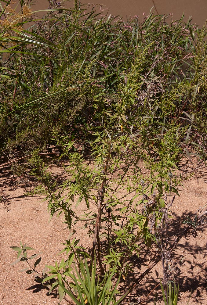 Dysphania ambrosioides Dysphania ambrosioides