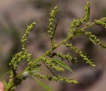 Dysphania ambrosioides