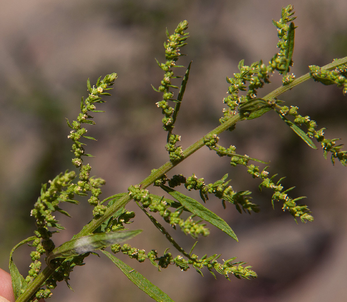 Dysphania ambrosioides Dysphania ambrosioides