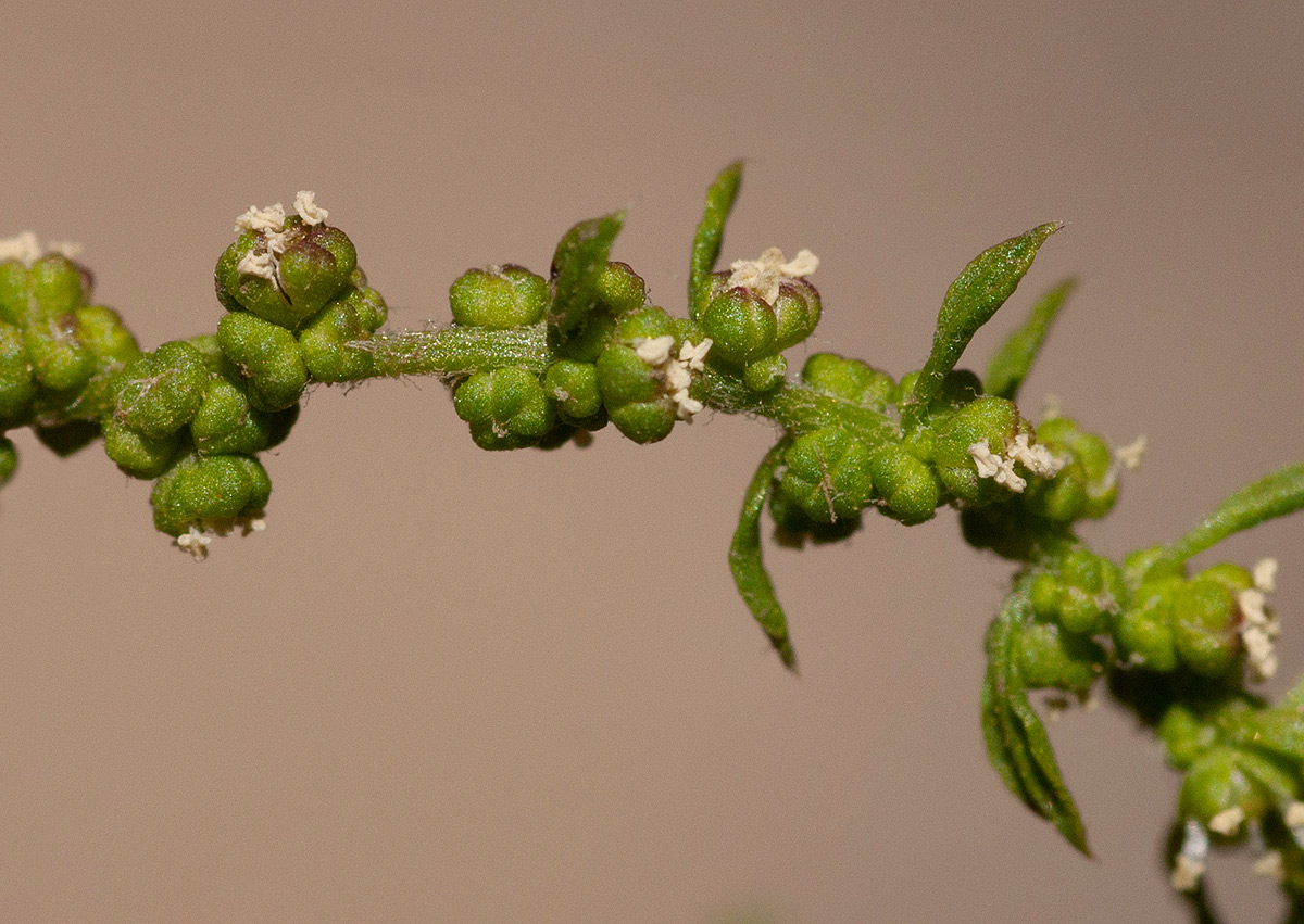 Dysphania ambrosioides Dysphania ambrosioides