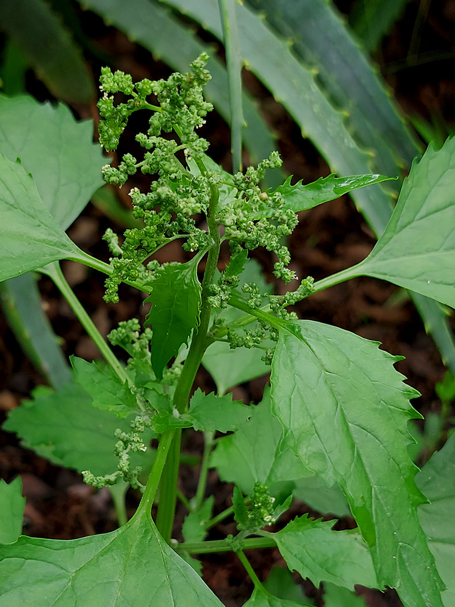 Chenopodiastrum murale Chenopodiastrum murale