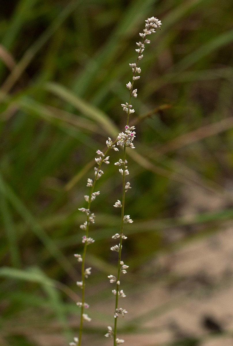 Celosia trigyna