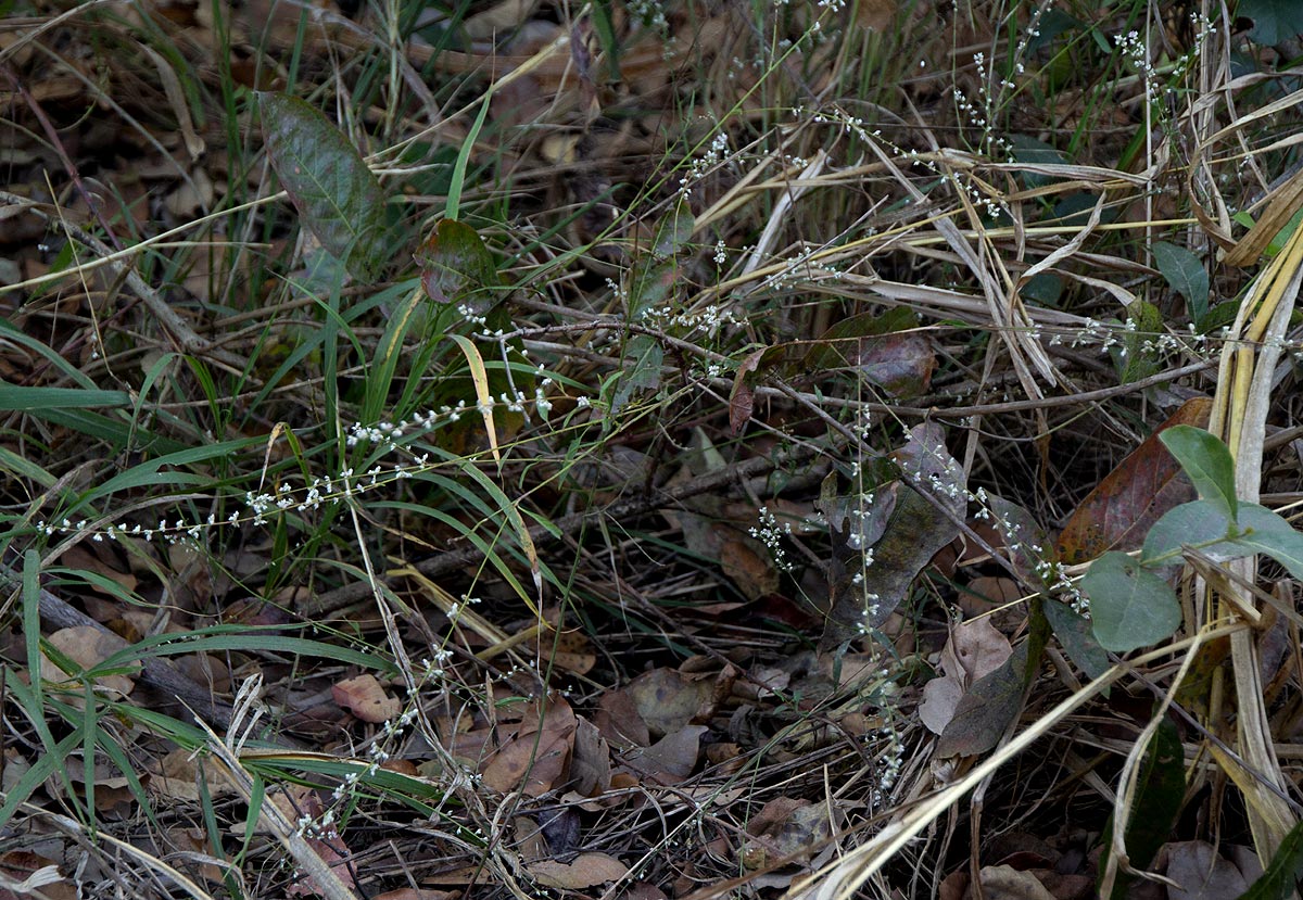 Celosia trigyna Celosia trigyna