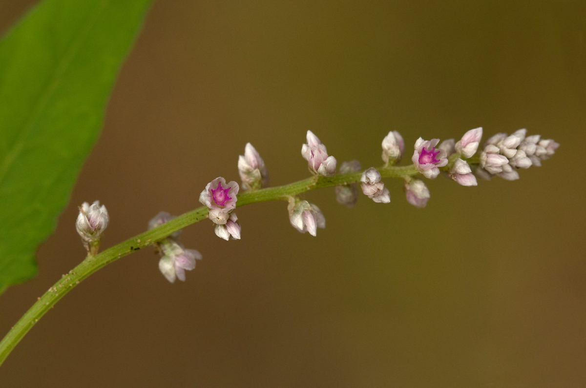 Celosia trigyna