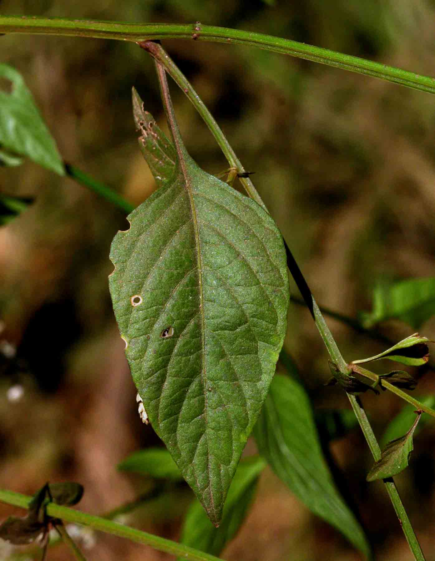 Celosia trigyna