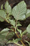 Amaranthus dubius