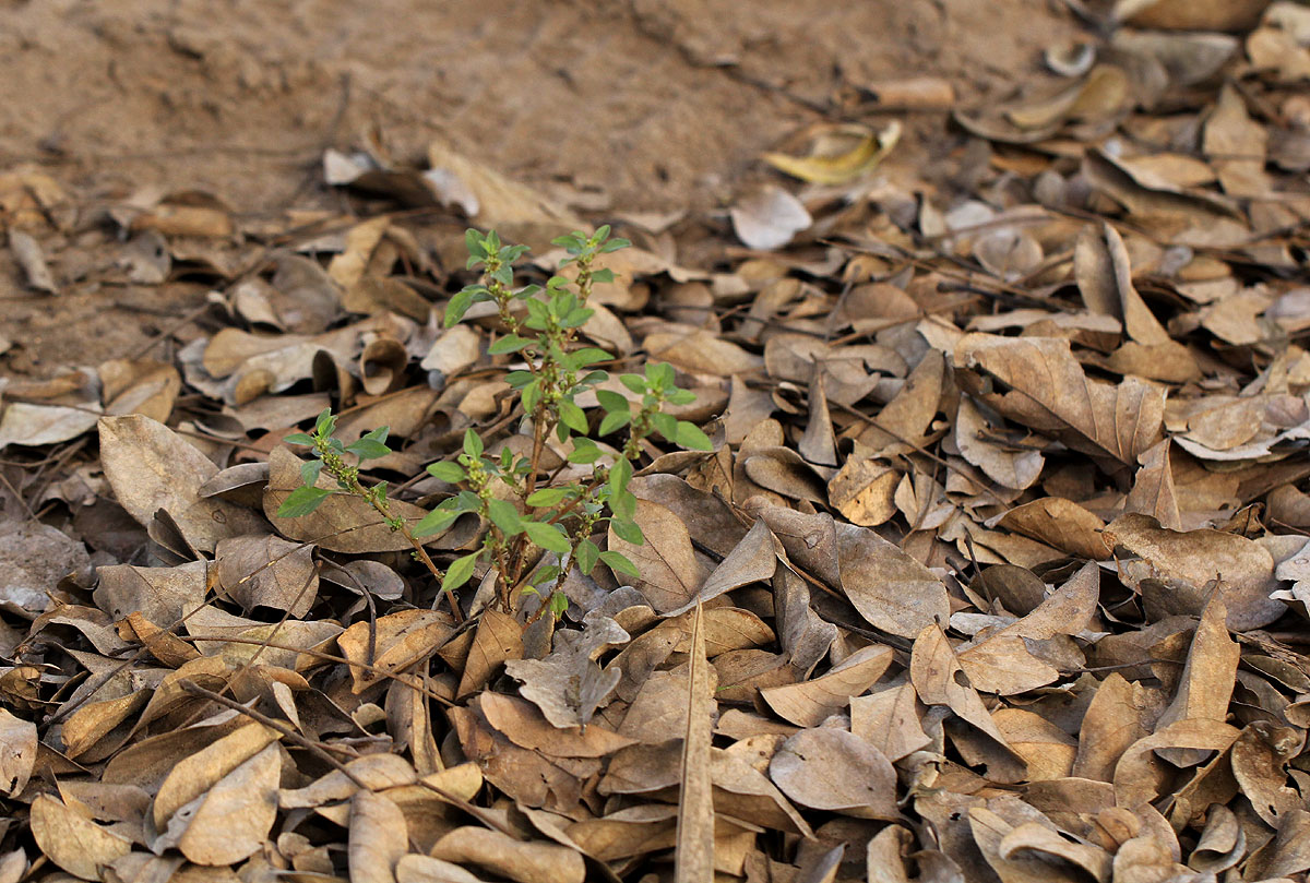 Amaranthus graecizans subsp. silvestris Amaranthus graecizans subsp. silvestris