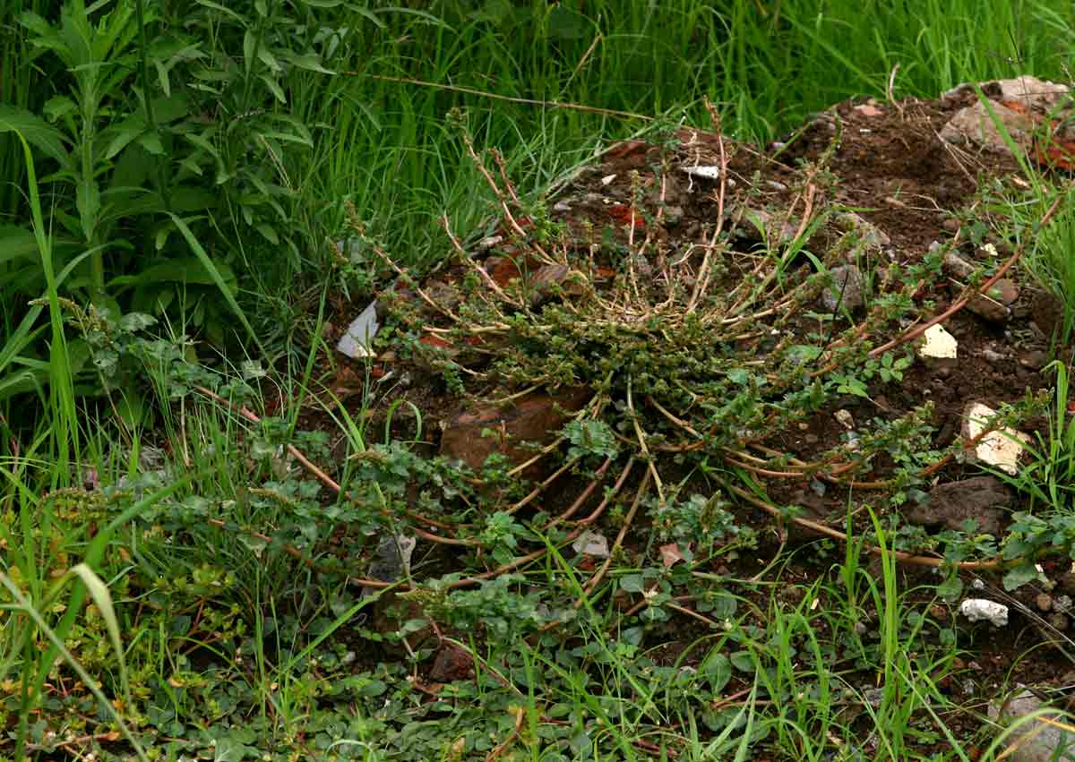 Amaranthus blitum subsp. emarginatus Amaranthus blitum subsp. emarginatus