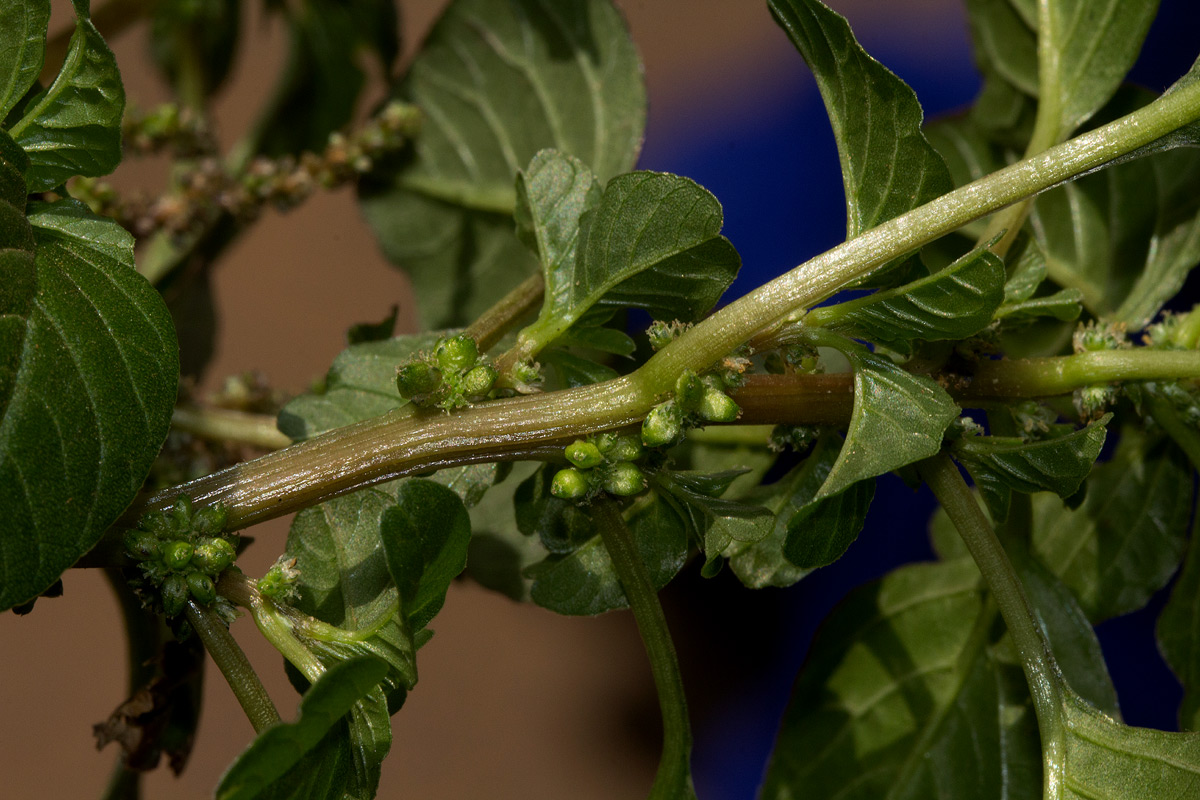 Amaranthus blitum subsp. emarginatus Amaranthus blitum subsp. emarginatus