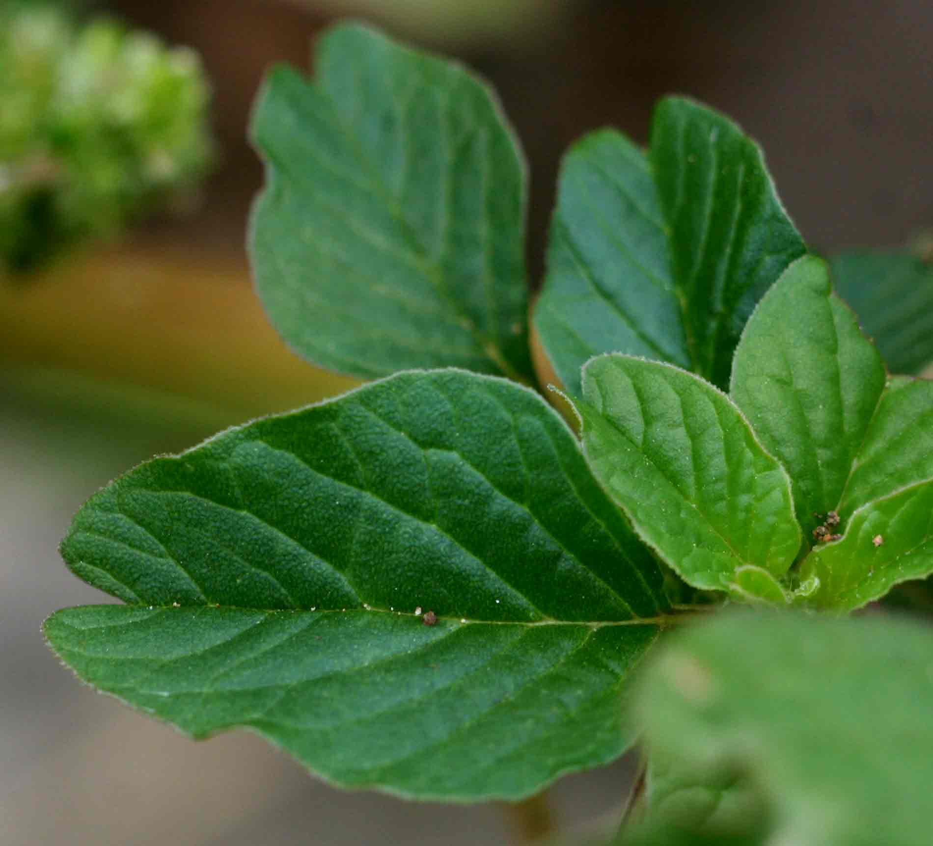 Amaranthus blitum subsp. emarginatus Amaranthus blitum subsp. emarginatus