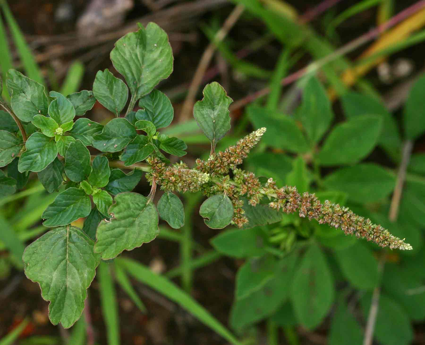 Amaranthus blitum subsp. emarginatus Amaranthus blitum subsp. emarginatus