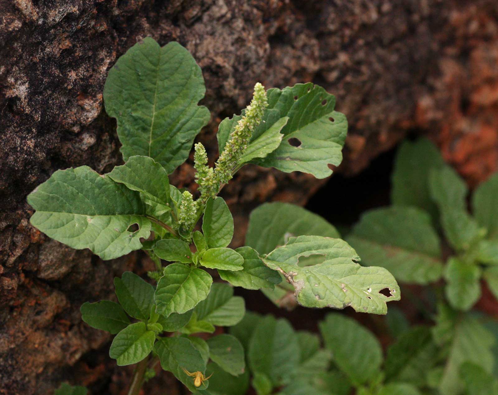 Amaranthus blitum subsp. emarginatus