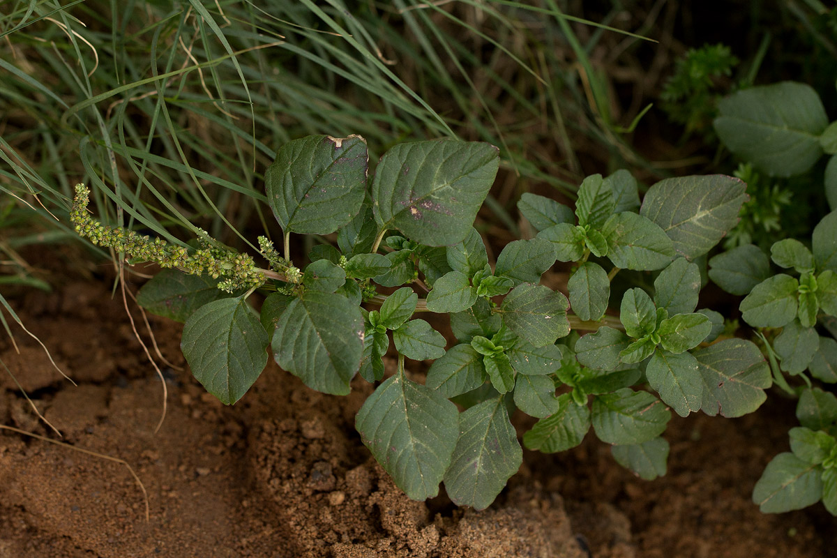 Amaranthus blitum subsp. emarginatus