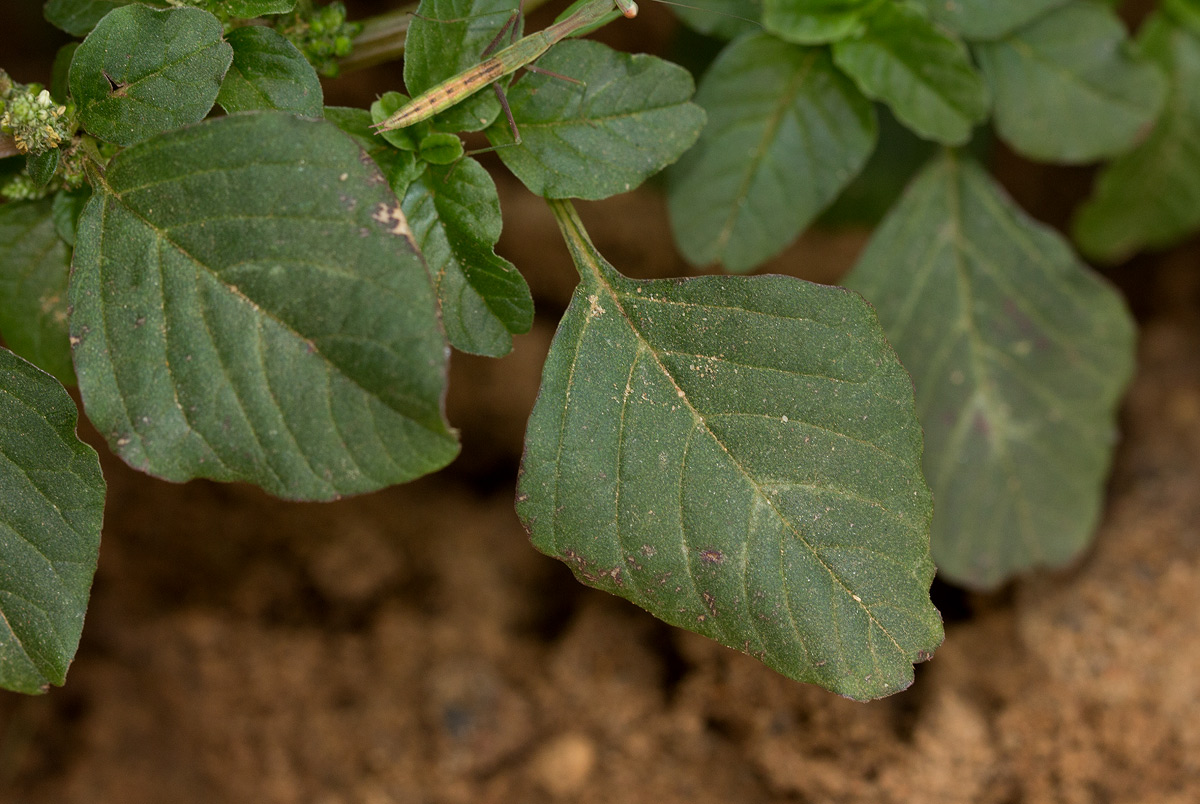 Amaranthus blitum subsp. emarginatus Amaranthus blitum subsp. emarginatus