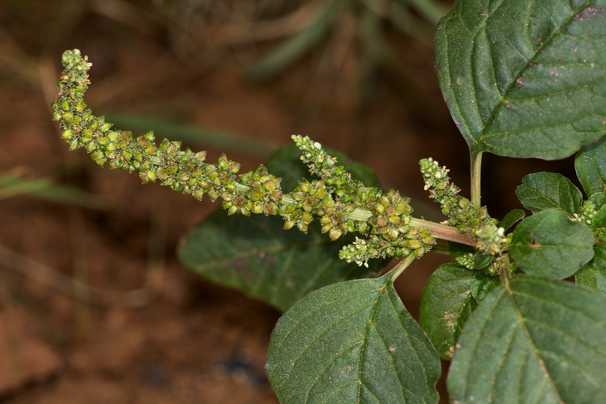 Amaranthus blitum subsp. emarginatus Amaranthus blitum subsp. emarginatus