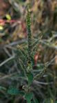 Amaranthus spinosus
