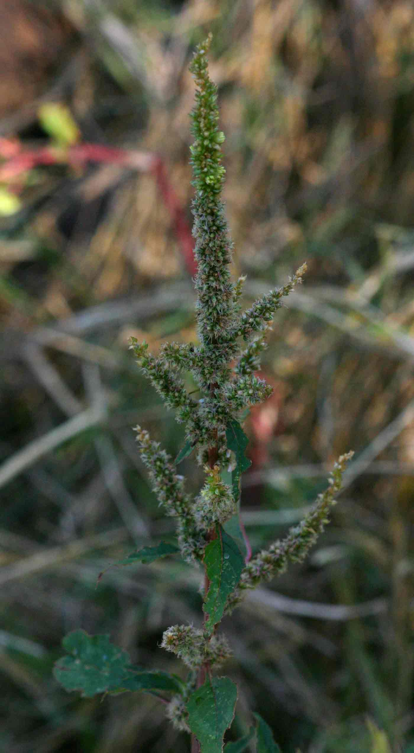 Amaranthus spinosus Amaranthus spinosus