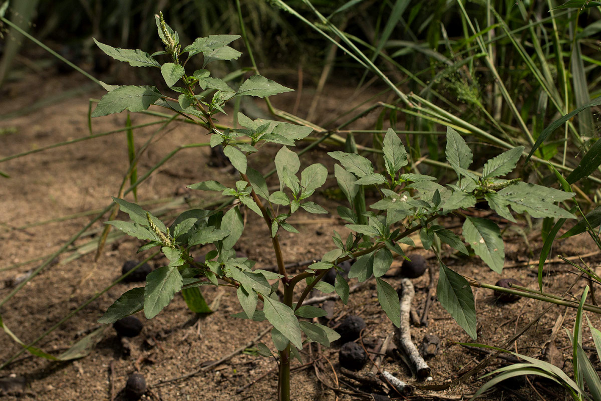 Amaranthus spinosus Amaranthus spinosus