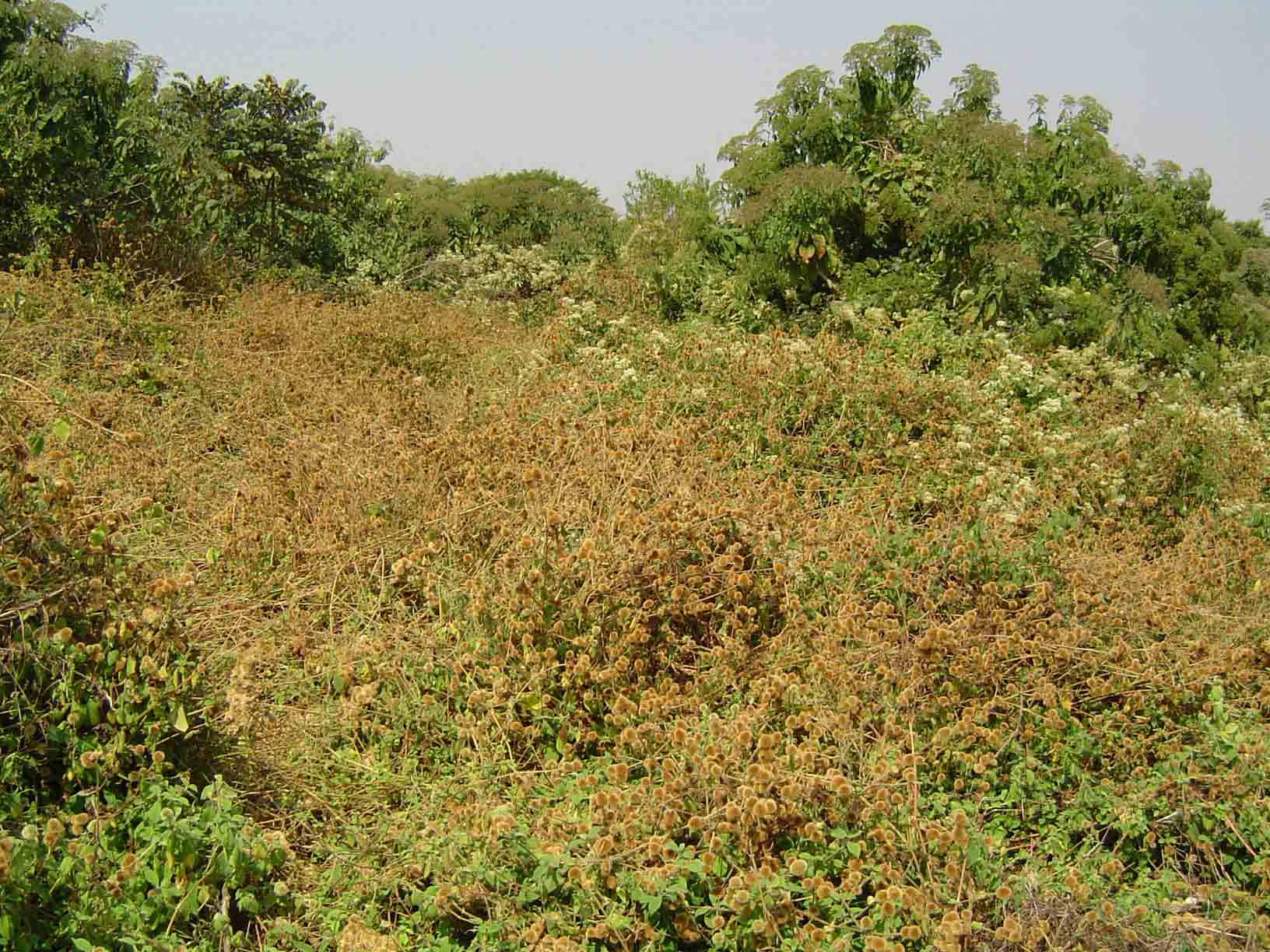 Cyathula uncinulata Cyathula uncinulata