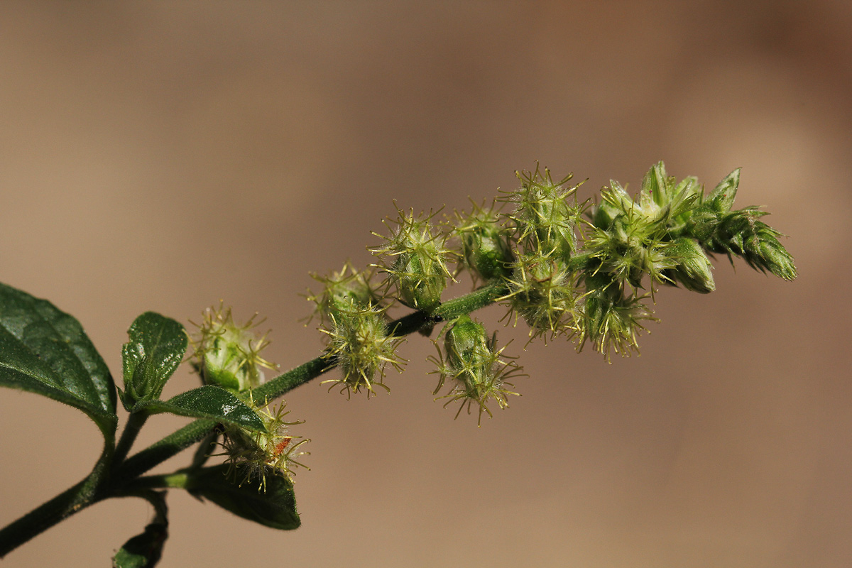 Pupalia lappacea var. velutina Pupalia lappacea var. velutina