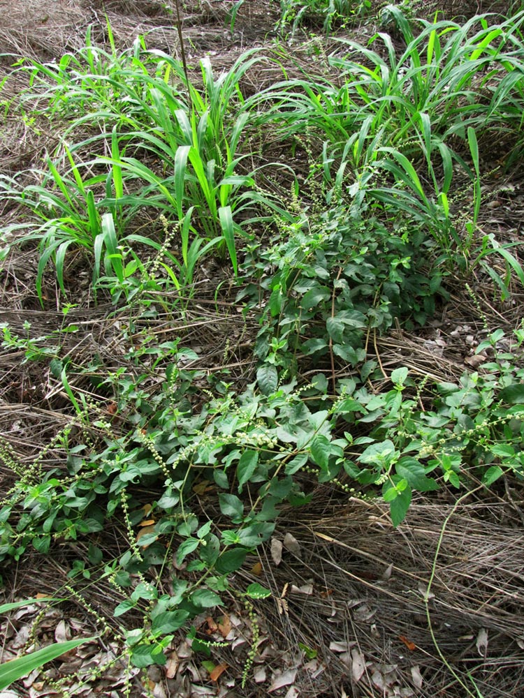 Pupalia lappacea var. velutina Pupalia lappacea var. velutina