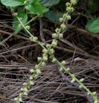 Pupalia lappacea var. velutina