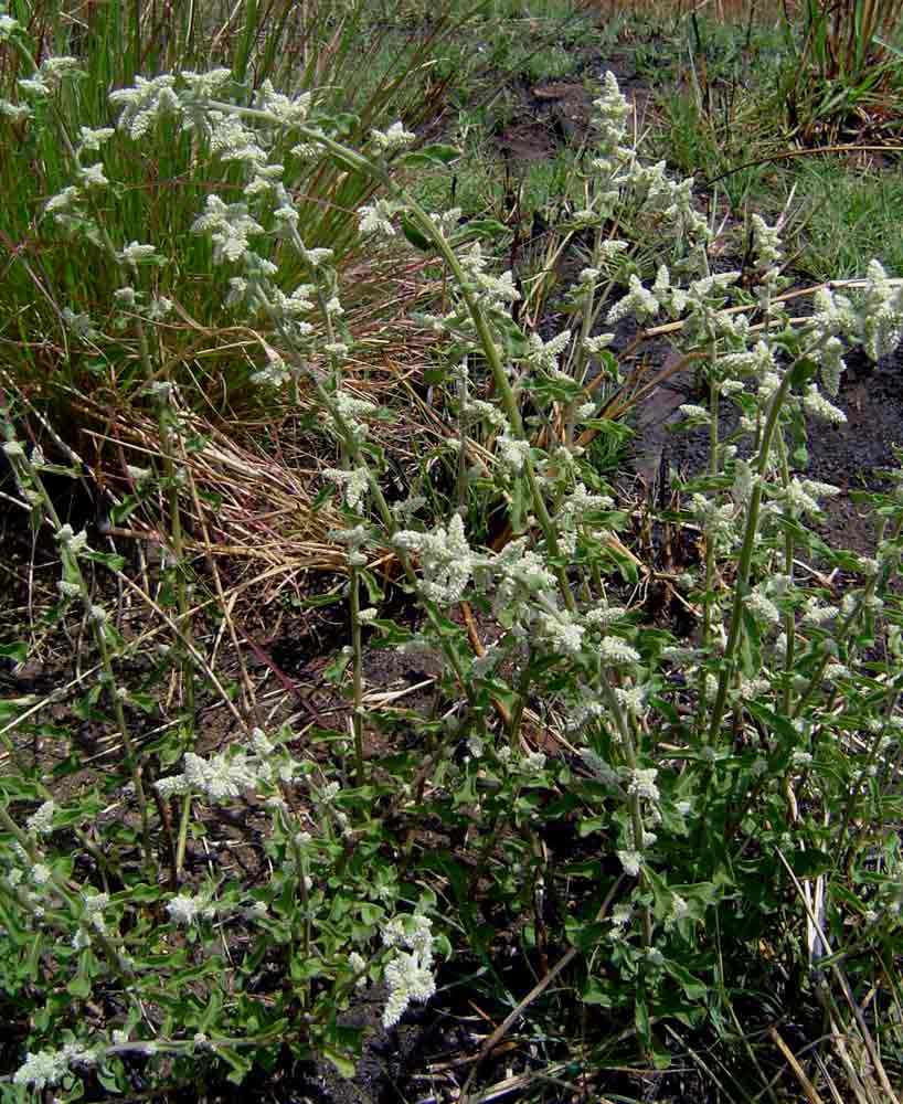 Aerva leucura Aerva leucura