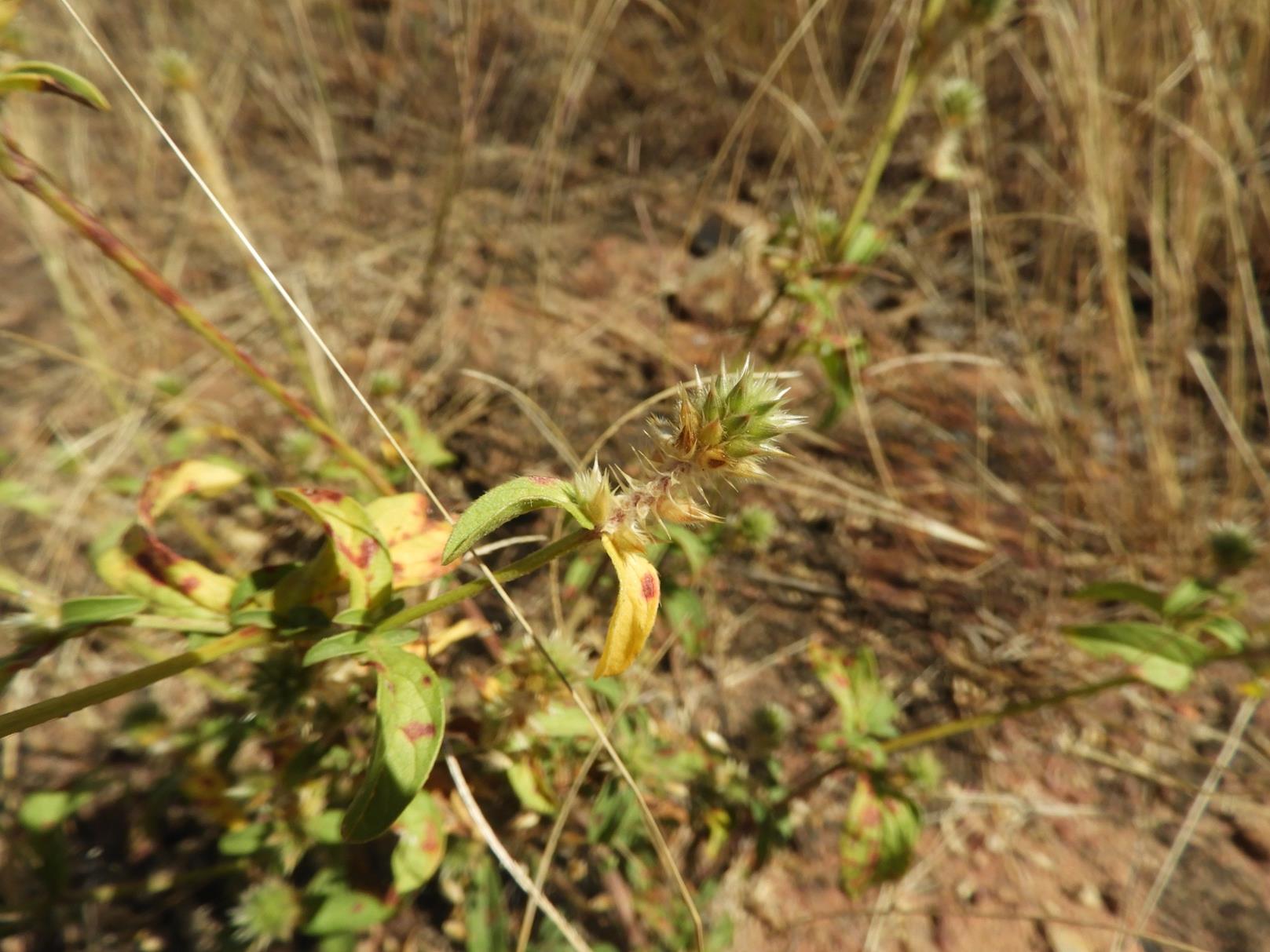 Pandiaka rubrolutea Pandiaka rubrolutea