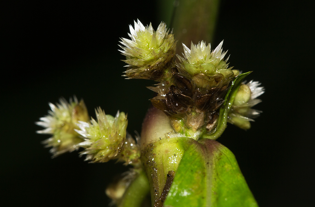 Alternanthera sessilis