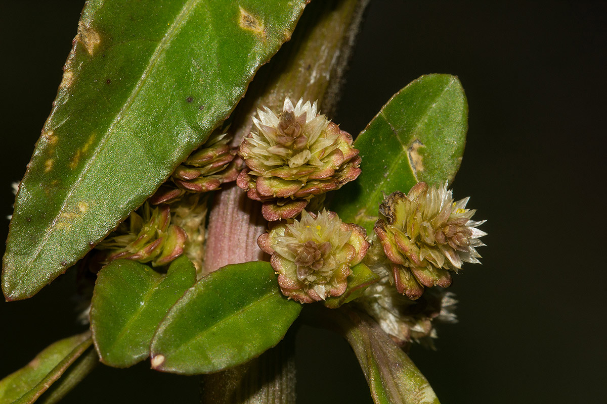 Alternanthera sessilis