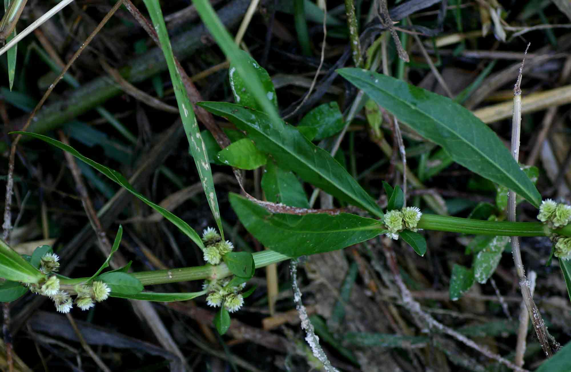 Alternanthera sessilis
