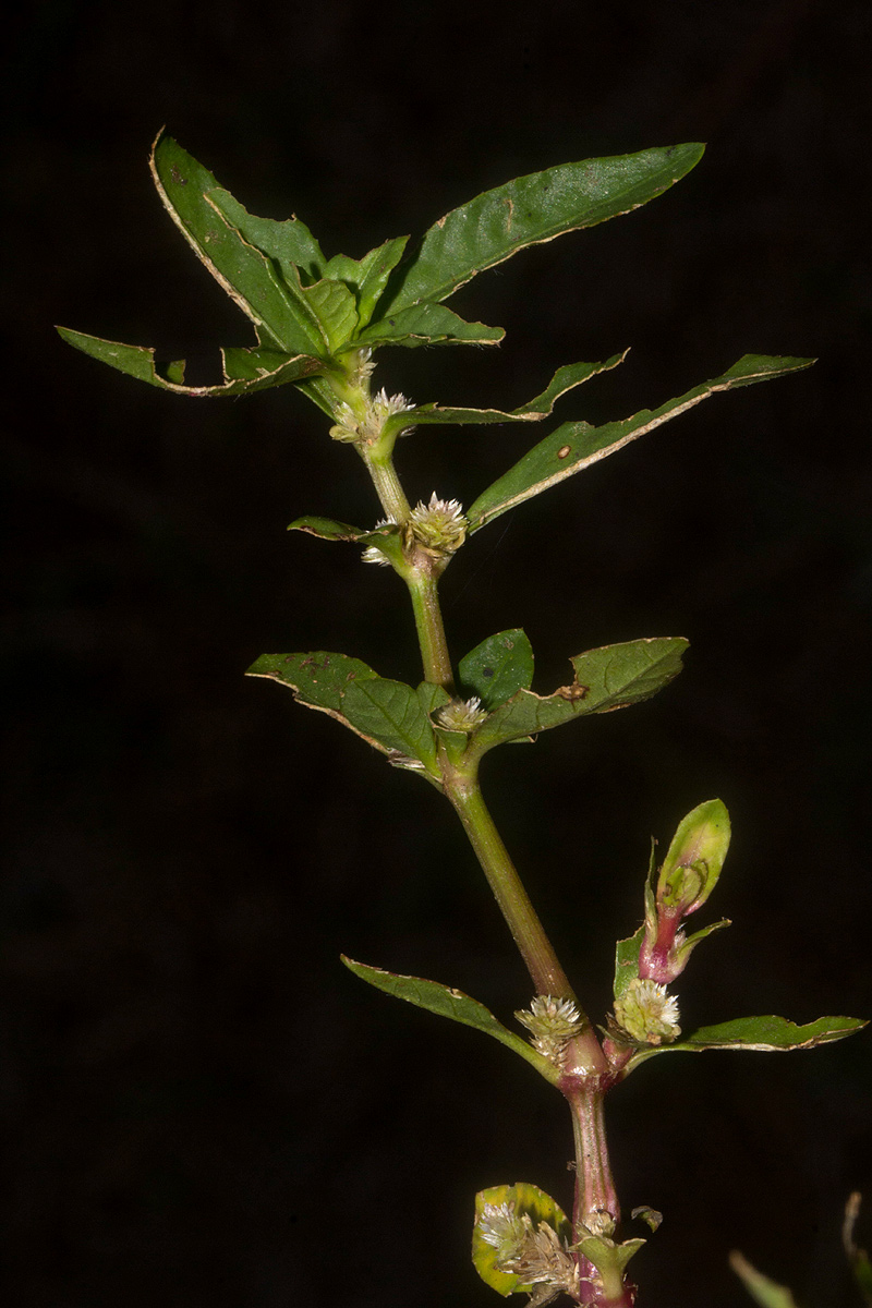 Alternanthera sessilis