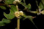 Alternanthera sessilis