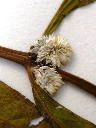 Alternanthera sessilis Alternanthera sessilis