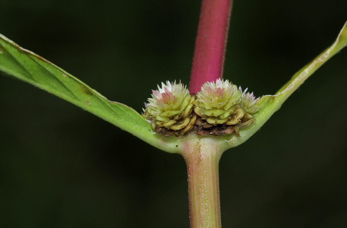 Alternanthera sessilis