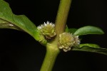 Alternanthera sessilis