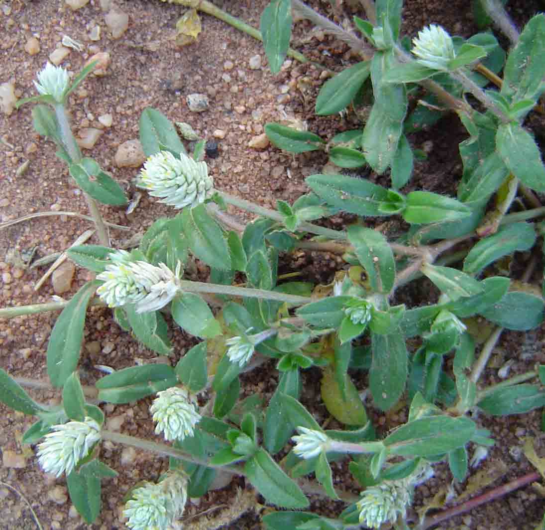 Gomphrena celosioides Gomphrena celosioides