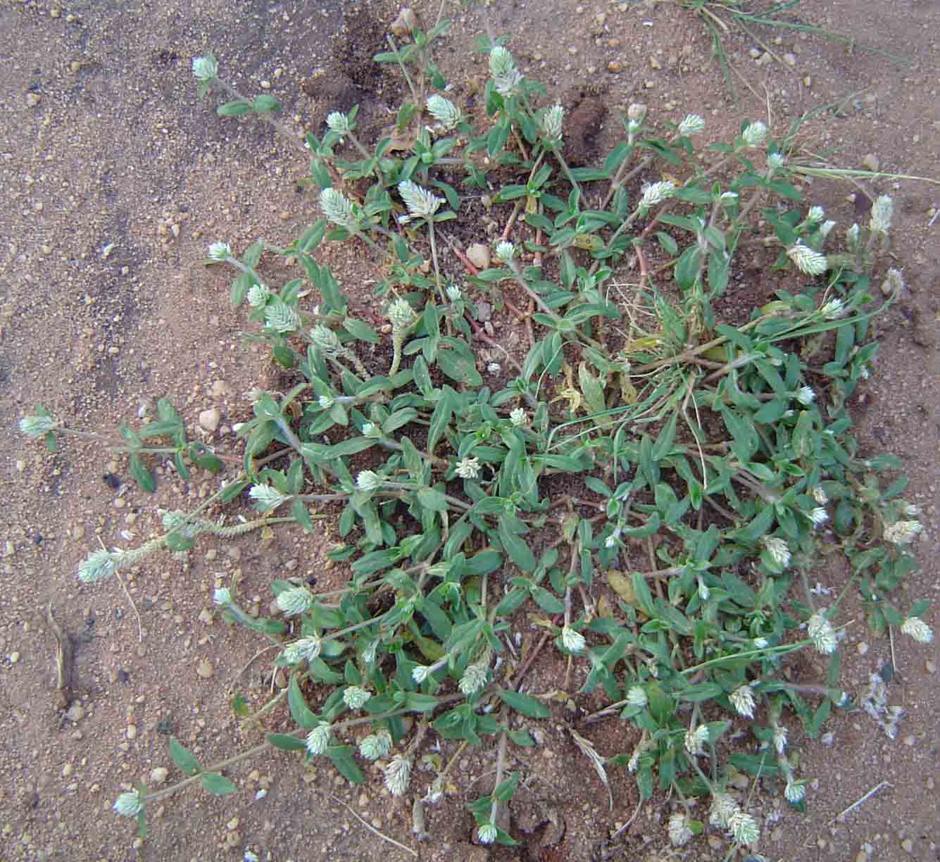 Gomphrena celosioides Gomphrena celosioides