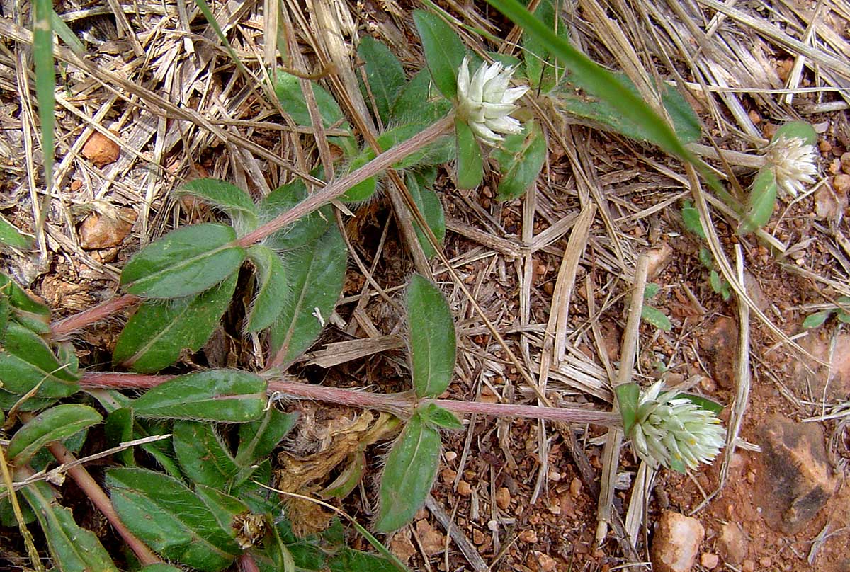 Gomphrena celosioides Gomphrena celosioides