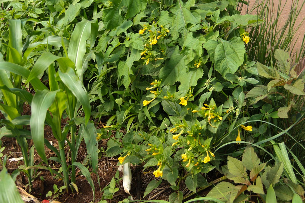Mirabilis jalapa Mirabilis jalapa